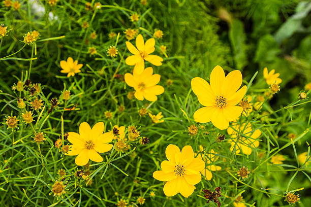 Whorled or Threadleaf Coreopsis (a yellow flower with a yellow center) with thin green leaves