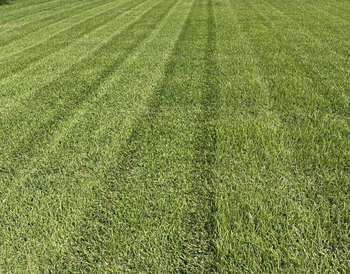 a green lawn mowed in neat rows