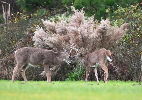 a parent deer and a baby grey deer on a grass field with a bush behind them