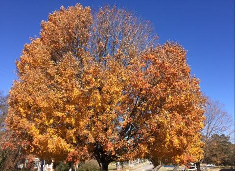 A big tree with leaves that have changed to golden brown in fall 