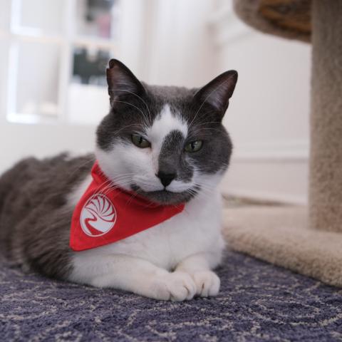 a cat wearing a red bandana stares at you seductively