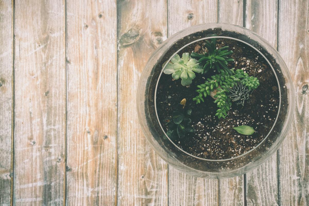 Terrarium Fun