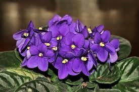 African Violets. A purple flower with a yellow center and big green leaves. 